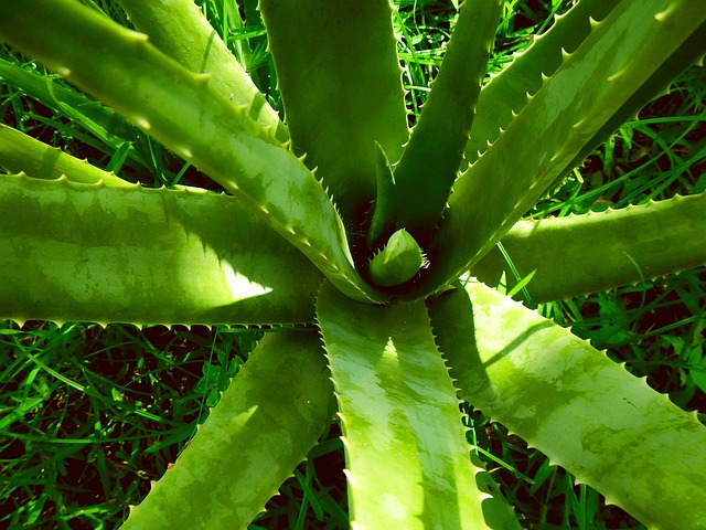 aloe-vera